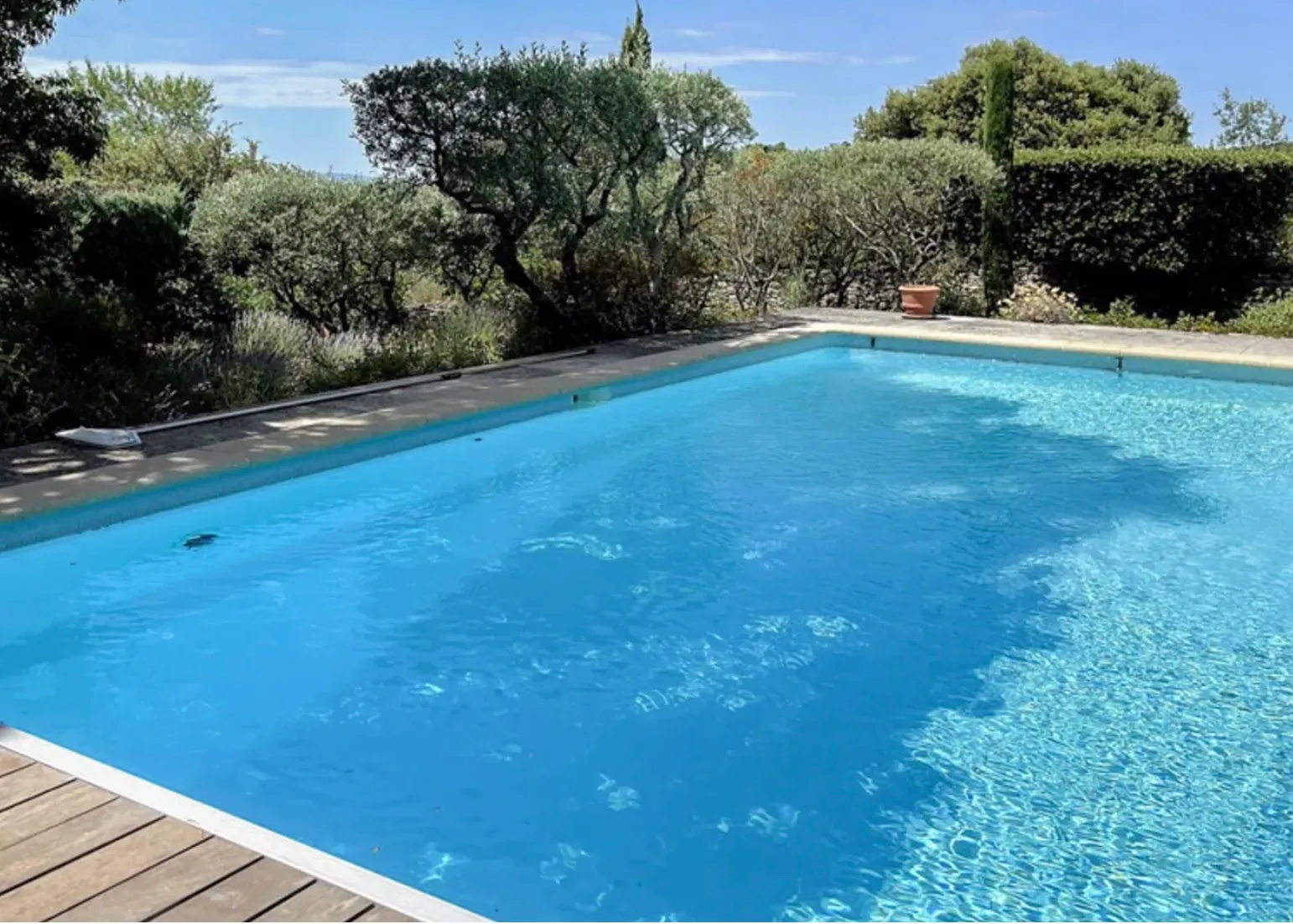 The swimming pool, with olive trees and lavender along the far side
