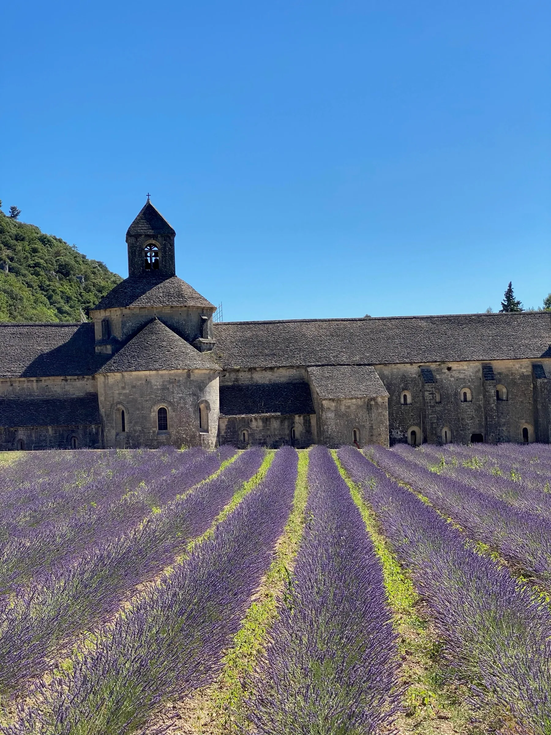 Sénanque Abbey in its fold of the hills, lavender rows in flower