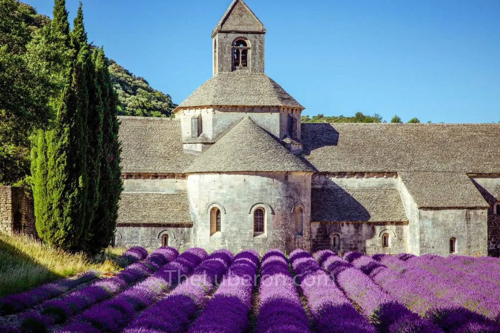 Sénanque Abbey in its fold of the hills, lavender rows in flower